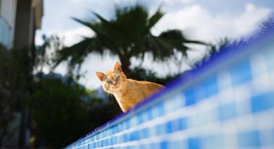 котка на басейн