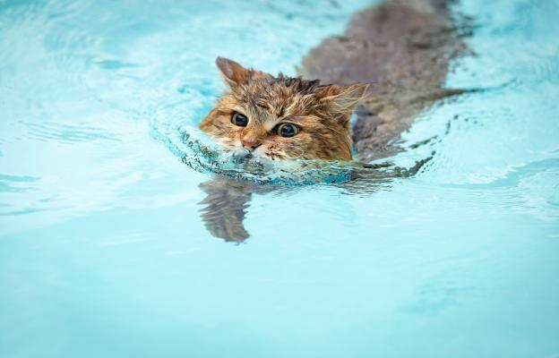 котка на басейн
