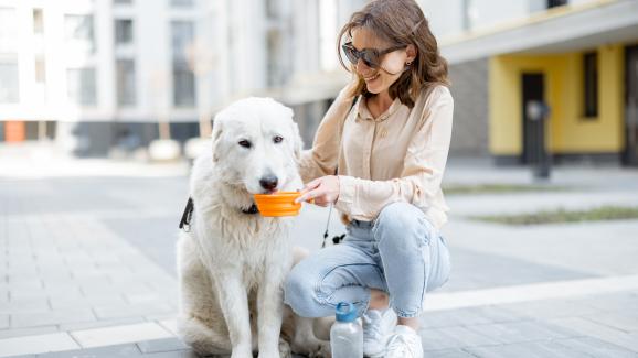 10 съвета при летните разходки на кучето ви