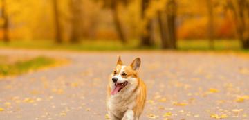 5 съвета, когато разхождате кучето си без каишка
