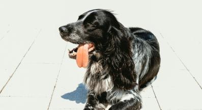 куче дехидратация