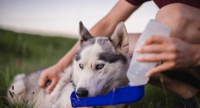 куче дехидратация