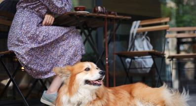 куче обществено място