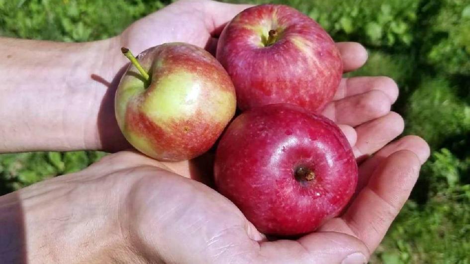  Ябълките петровки са символ на празника.