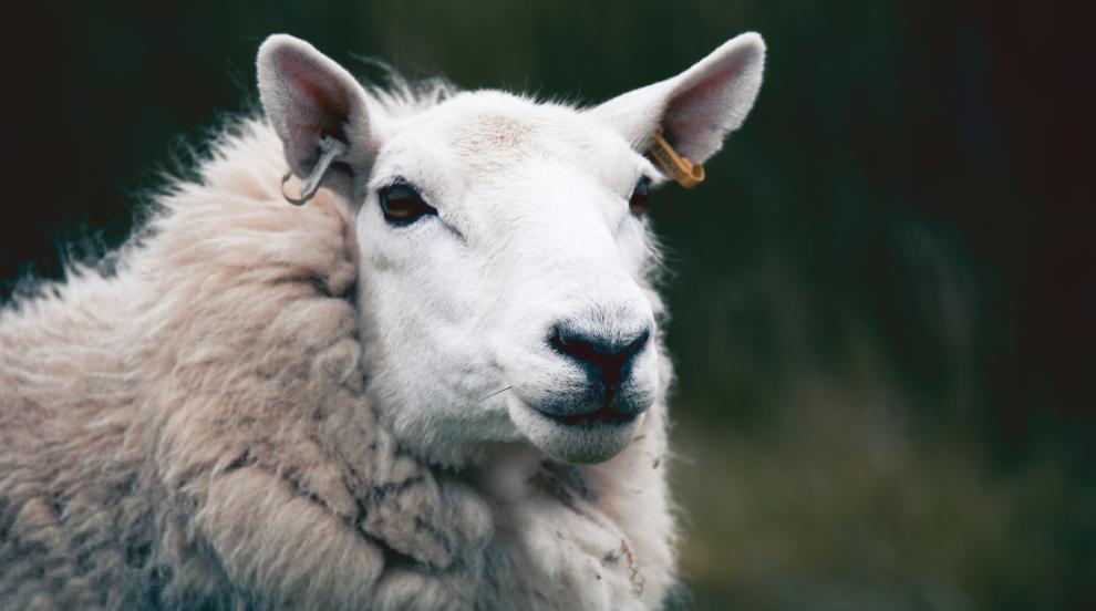 Пускат безплатни автобусни линии за Националния събора на овцевъдите