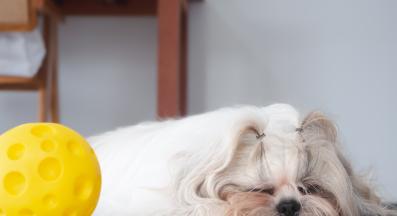 кученце играчки