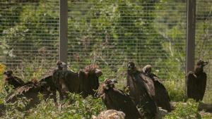 Още 13 испански черни лешояди пристигнаха в Източни Родопи съобщиха
