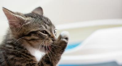 котка се ближе