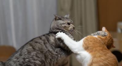 две котки се бият