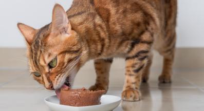 котешка храна