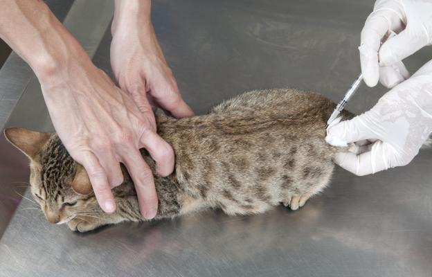 поставяне на ваксина на котка