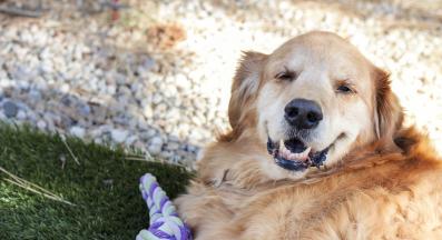 куче наднормено тегло