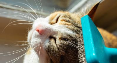 разресване на котка