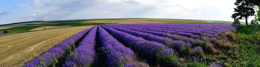 Красиви гледки от Лудогорието - поля с разцъфнала лавандула край село Духовец, Разградска област