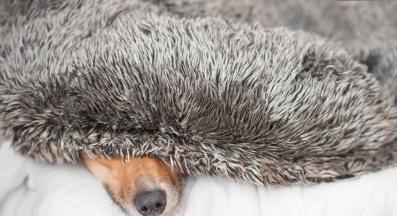 куче уплашено