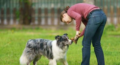куче дресура