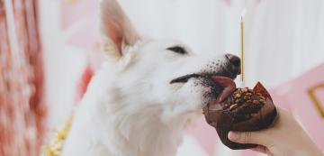 Какво трябва да направите, ако кучето ви е яло шоколад
