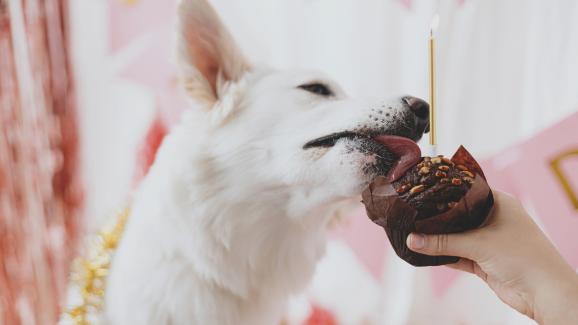 Какво трябва да направите, ако кучето ви е яло шоколад