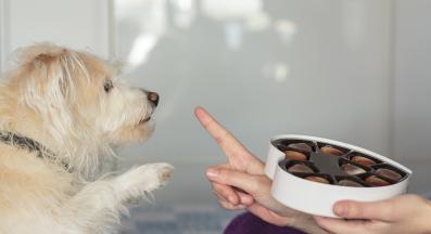 куче шоколад