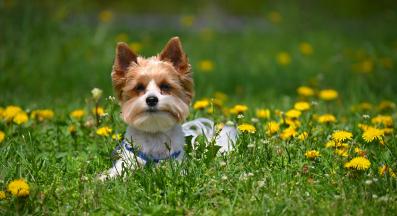 куче козина