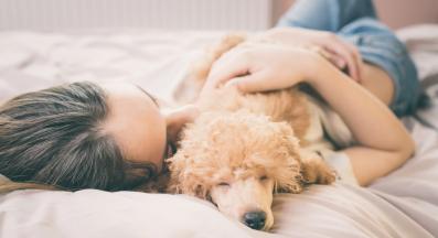 куче спи легло