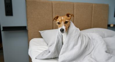 куче спи легло