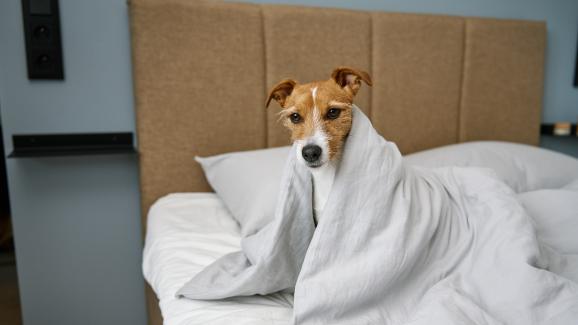 Как да накараме кучето да спи в собственото си легло: 10 експертни съвета