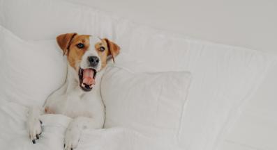 куче спи легло