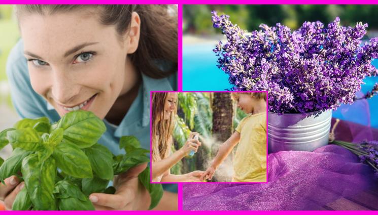 а - ПРИРОДНА АПТЕКА: Домашен лосион от босилек гони комарите