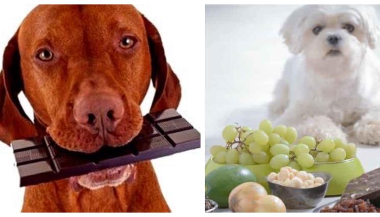 а - ВНИМАНИЕ! Не давайте шоколад, лук, грозде на домашните любимци