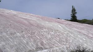 Розов сняг изненада жителите на американския щат Юта Но какво