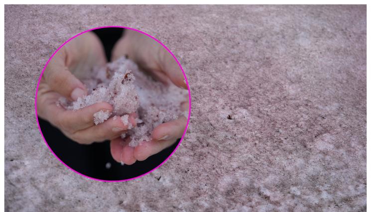 а - ПРИРОДЕН ФЕНОМЕН! Розов сняг шашна туристи. Явлението можело да се появи в планинските области по целия свят (СНИМКИ)