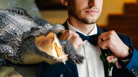 младоженец крокодил