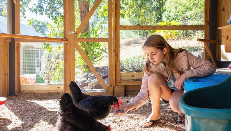 кокошки - Агро Телеграф: Постелята в кокошарника с дебелина поне 15 см