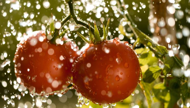 домати - Агро Телеграф: Турски розов домат със защита от Брюксел