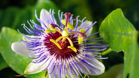Пасифлора