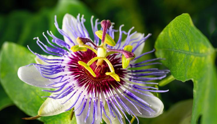Пасифлора - Агро Телеграф: Пасифлората възможна и в Северна България