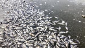 Хиляди мъртви риби са открити на брега на река в