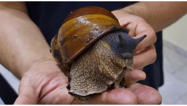 охлюви - Гигантски охлюви показват в Бургас