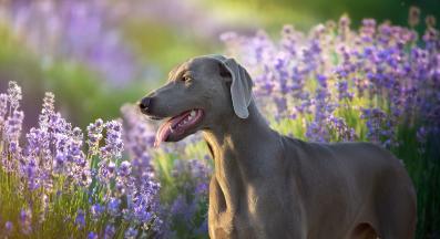 Ваймаранер