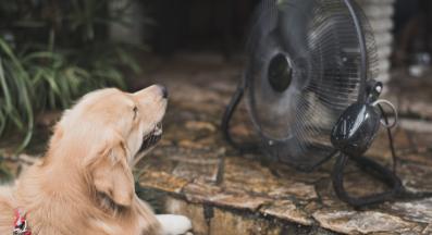 куче топлинен удар