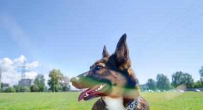 куче топлинен удар