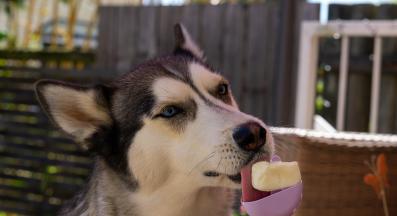 куче сладолед