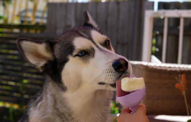 куче сладолед