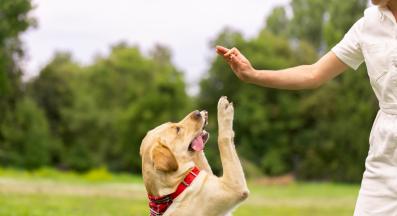 куче дресура