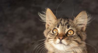 котка в близък план