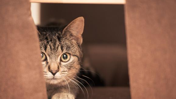 страхлива котка