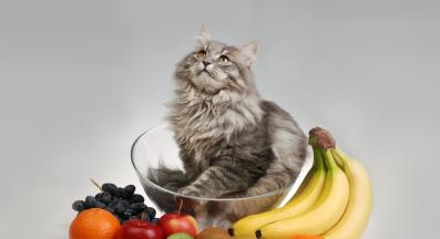 котка и киви