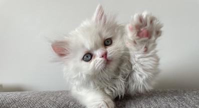 котка у дома