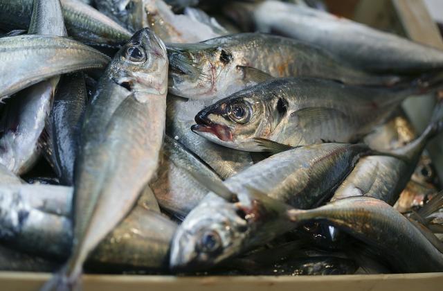 Уловът на черноморски сафрид представлява 54% от общия улов на